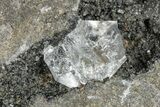 Herkimer Diamonds and Dolomite Crystals in Matrix - New York #291476-2